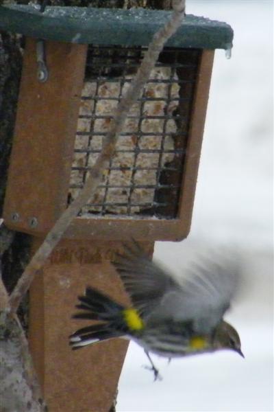 2008_0304Febpics0018 Yellow Rumped Warbler (Medium).JPG