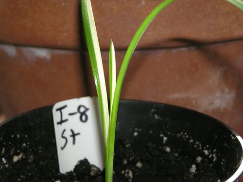 I-8, Striped, planted 1-24-08 (2) [%P].JPG