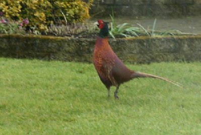 pheasant10.jpg