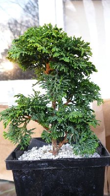 Dwarf Hinoki cypress obtusa side1.jpg