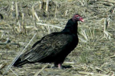 Usually seeing soaring above, I found this one in field by my house.