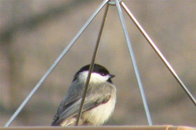 Carolina Chickadee