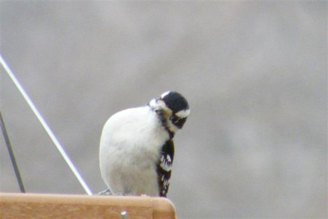 Downy Woodpecker