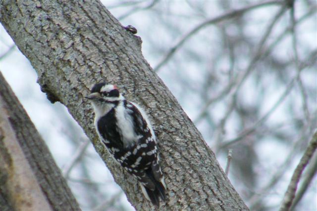 Downy Woodpecker