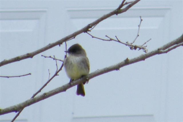 Not a good photo, but this was a new bird for me!