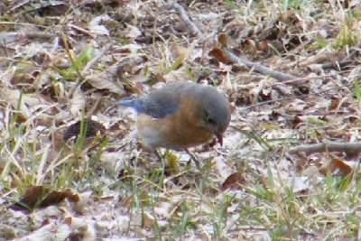 Female Bluebird out for lunch!