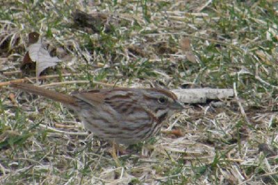 2008_0321march0028 Song Sparrow (Small).JPG