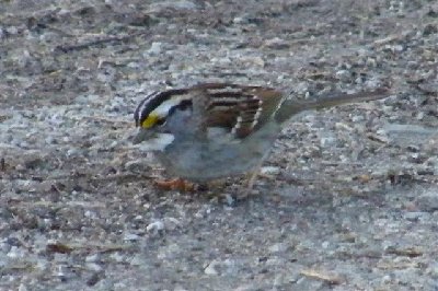 2008_0310march0013 White-throated Sparrow (Small).JPG