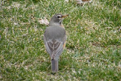 Female Robin