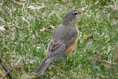 Female Robin