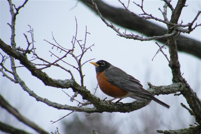 Male Robin