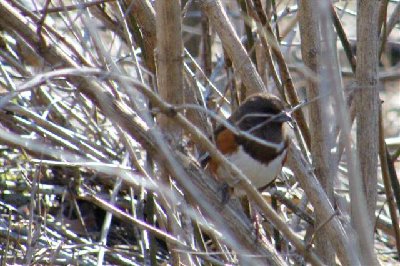 Eastern Towhee.jpg