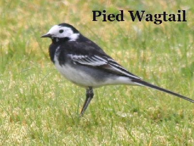 wagtail3.jpg