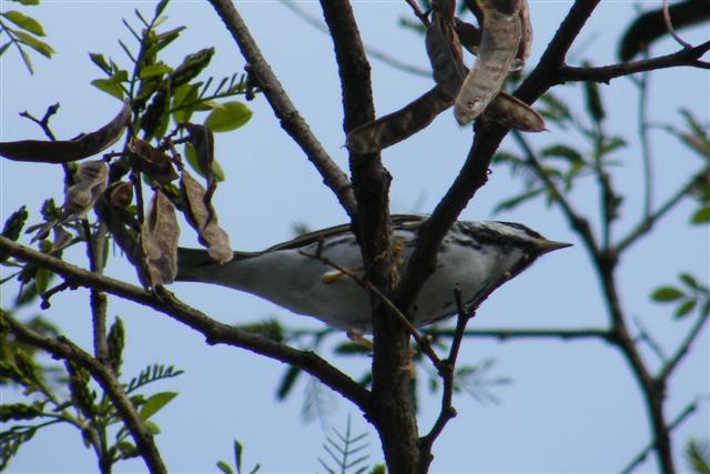 DSCF5802 Blackpoll Warbler (Small).jpg
