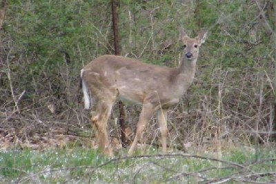 Yearling