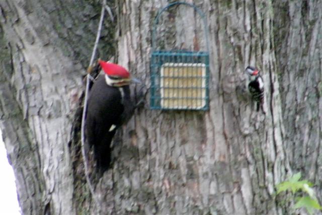 Pileated with a Downy