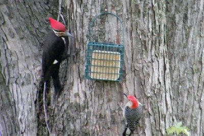 Pileated with a Red-bellied