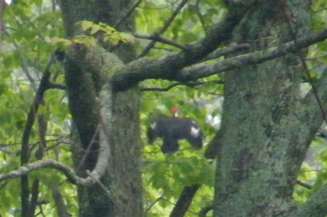 Pileated in Flight