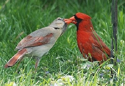 Cardinal feeding.jpg