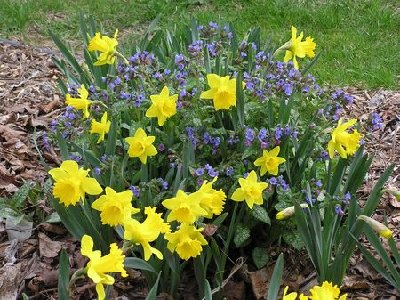 Daffodils (8) [].JPG