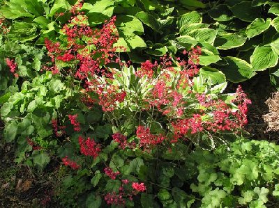 Coral Bells & Hosta (2) [].JPG