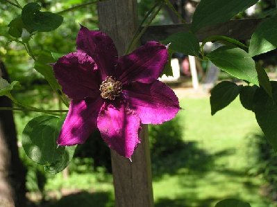 Clematis seedling (2) [640x480].JPG