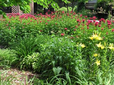 Bee Balm [640x480].JPG