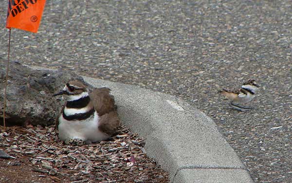 killdeer2.jpg