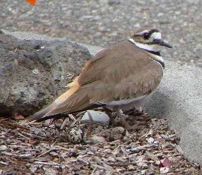 killdeer1.jpg