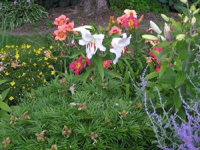 Oriental lilies (4) [640x480].JPG