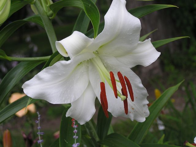 Oriental lilies (2) [640x480].JPG