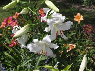 Oriental Lily [640x480].JPG