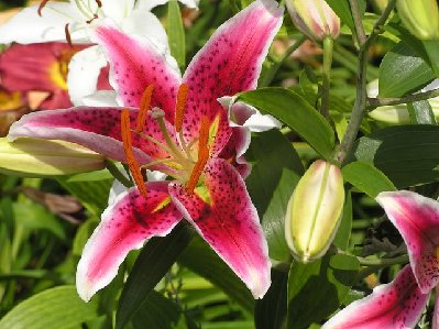 Oriental Lily (3) [640x480].JPG