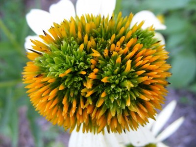 Double middle coneflower.jpg