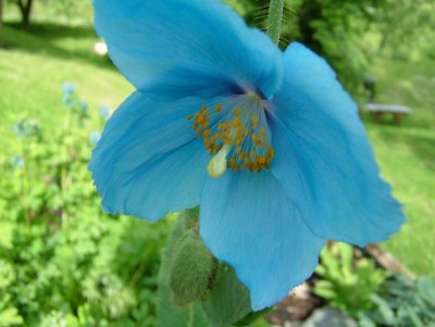 One of my favorite border plants, Meconopsis 'Lingholm'.