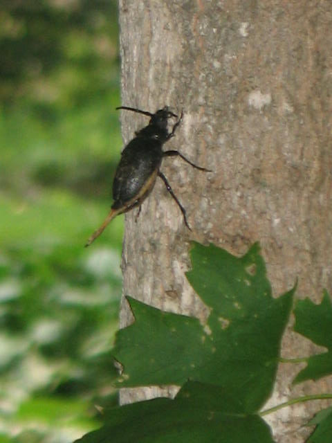Backyard Bug 08-08-08