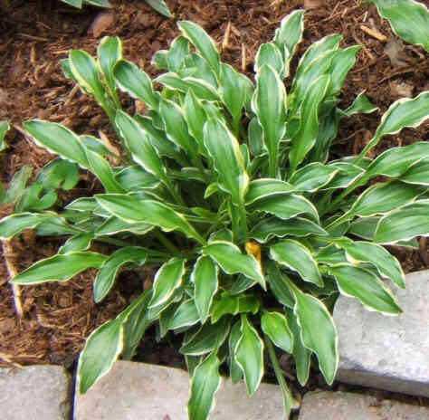 Kifukurin Ko Mame - another of my very early c.2000 Hostas. I love this mini. It's perky and fast growing. Makes a GREAT edger.