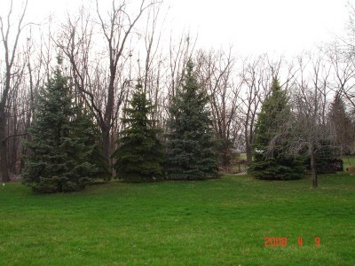 View of the back yard from the house.