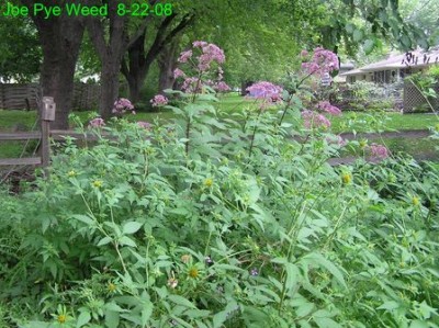 Joe Pye Weed [640x480].JPG