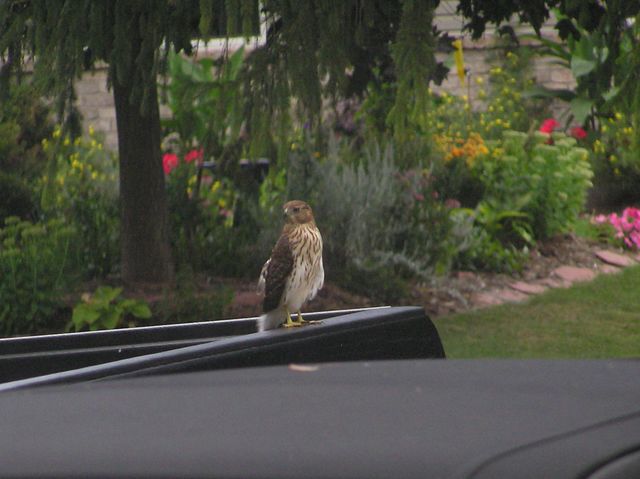 Coopers Hawk (5) [640x480].JPG