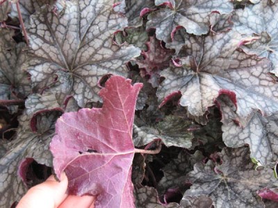 Underside of leaf