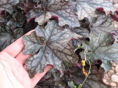 Detail of leaf