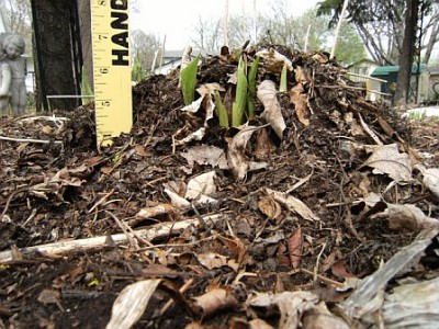 Hosta emerging  from under 5 inches of  loose mulch
