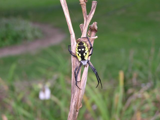 spider Argiope  resized (3).JPG