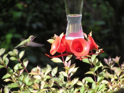 Ruby Throat Hummingbird (2) [640x480].JPG