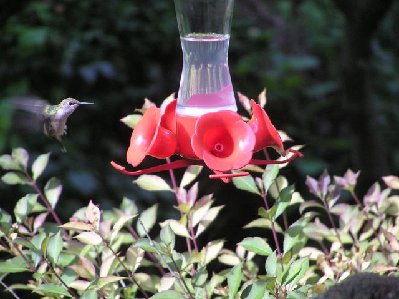 Ruby Throat Hummingbird (3) [640x480].JPG