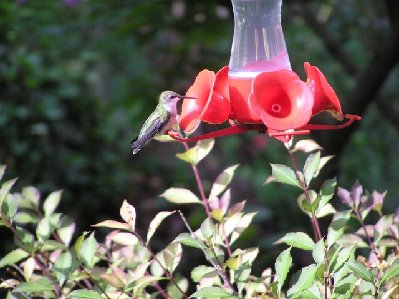 Ruby Throat Hummingbird [640x480].JPG