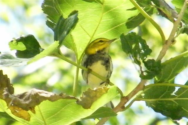 Black- throated Green Warbler (Small).jpg