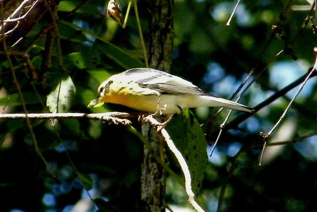Blackburnian Warbler-2 (Small).jpg