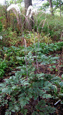 Whole plant - Actaea 'Atropurpurea'